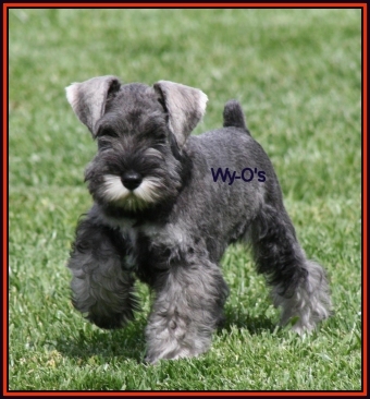 show me a schnauzer