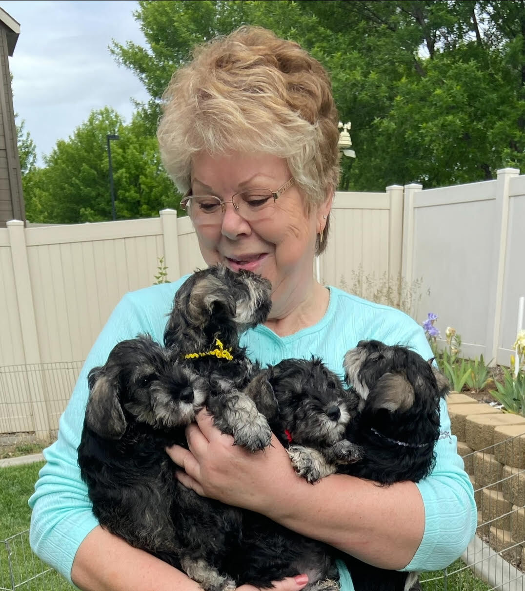 Wy-O's Miniature Schnauzer